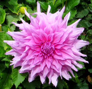 pink dahlia 2