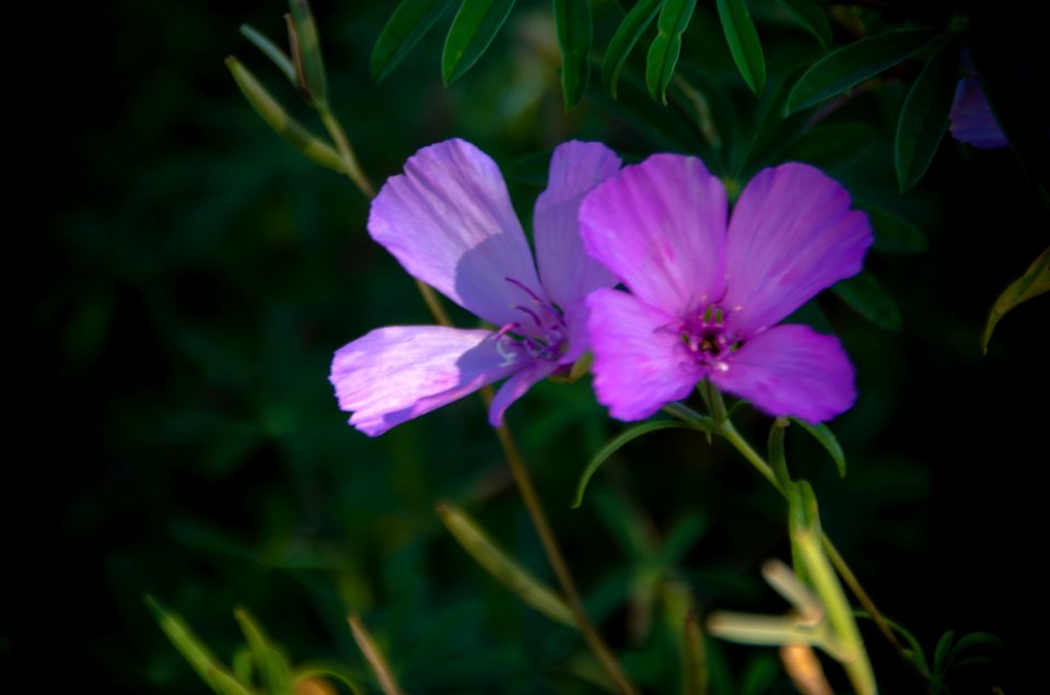 Wildflowers along Cape Horn Trail-Columbia River Gorge