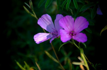 Wildflowers along Cape Horn Trail-Columbia River Gorge photo