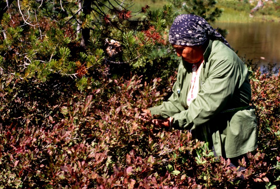 Gifford Pinchot National Forest, huckleberry picking-4.jpg