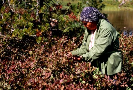 Gifford Pinchot National Forest, huckleberry picking-4.jpg photo