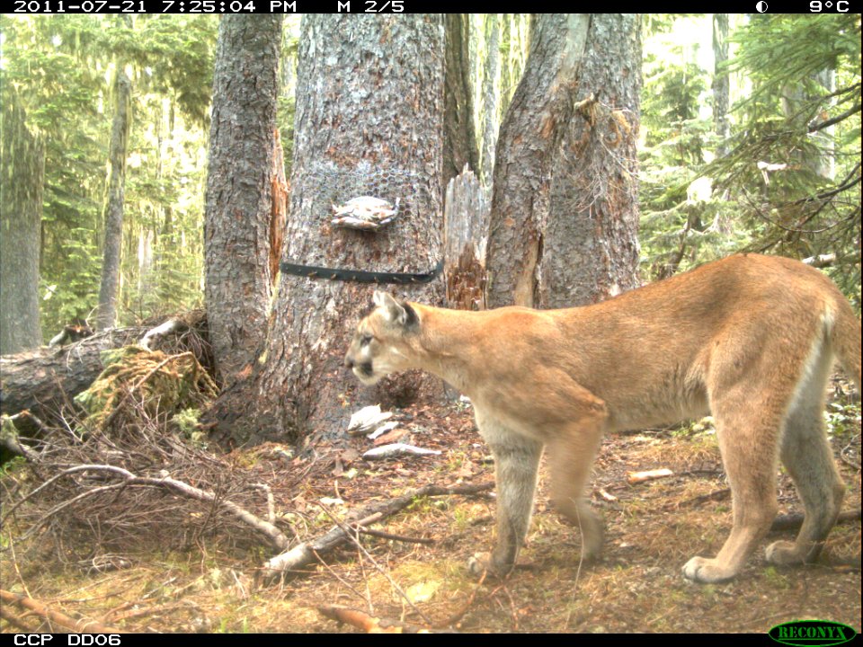 Cougar Caught on Critter Cam-Unknown