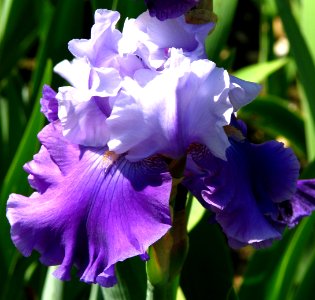 purple-and-white bearded iris 2 photo