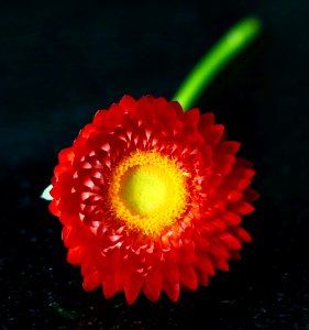 Paper Petals