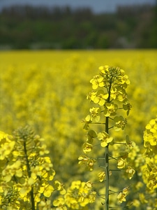 Oil rapeseed oil field of rapeseeds
