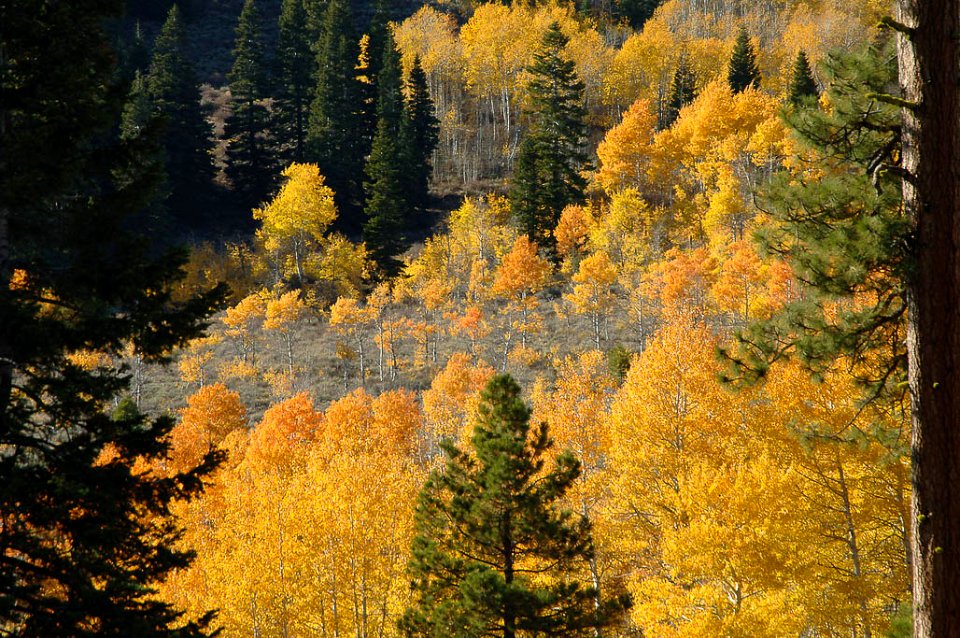 Walker Mountain Fall Color-Fremont-Winema