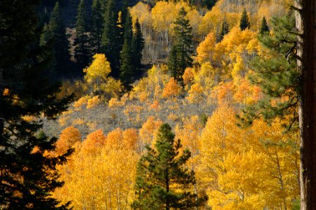 Walker Mountain Fall Color-Fremont-Winema
