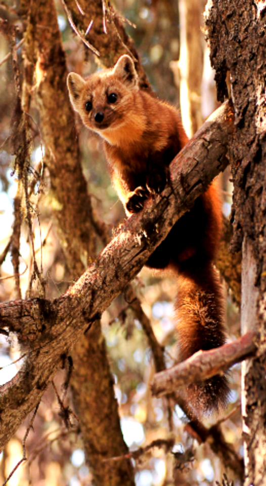 Pine Martin on Log-Unknown