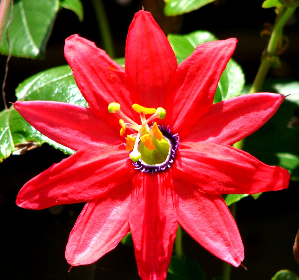 red passionflower