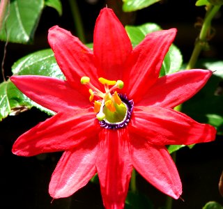 red passionflower photo