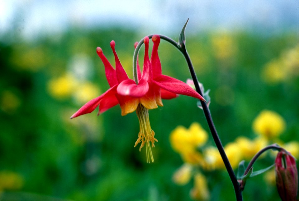 Western Columbine Detail-Unknown