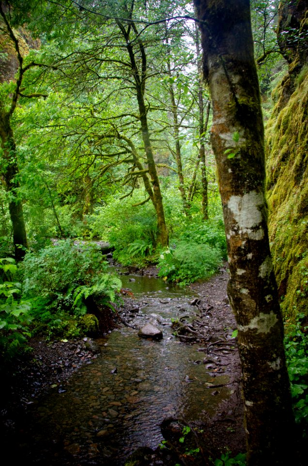 Oneonta Creek during Rainstorm-Columbia River Gorge