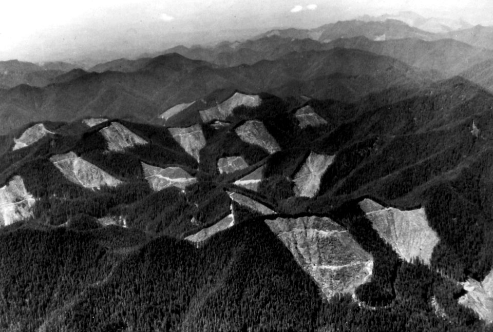 Olympic NF - Clearcut patterns on Shelton RD, WA 1957
