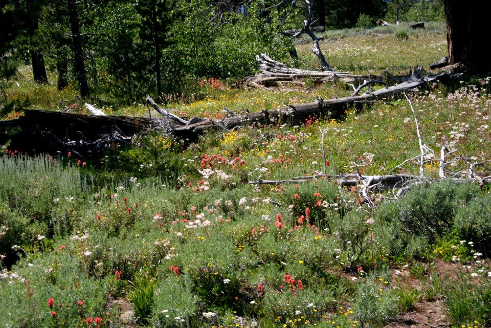 Field of Wildflowers-Fremont Winema