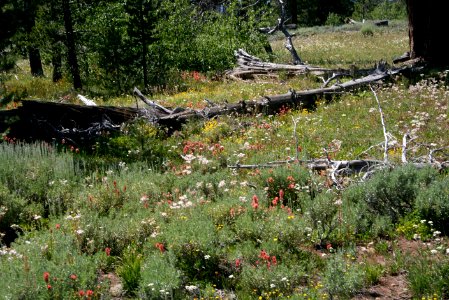 Field of Wildflowers-Fremont Winema