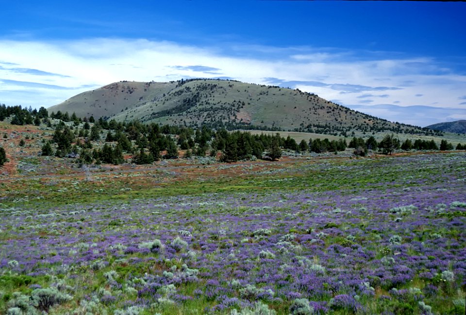 WILDFLOWER FIELD BY HAYSTACK BUTTE-CROOKED RIVER NATIONAL GRASSLAND