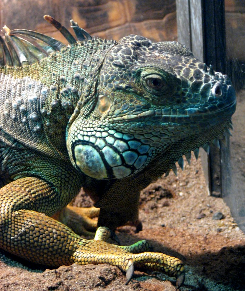 iguana photo