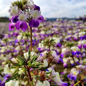 Collinsia Wildflowers at Nursery, Rogue River Siskiyou National Forest photo
