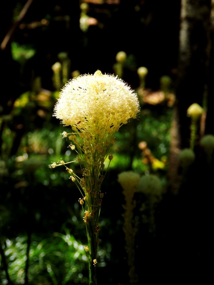 Beargrass on Silver Star Trail-Gifford Pinchot