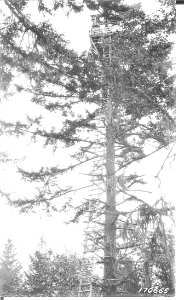 Callahan Lookout Tree 1930 photo