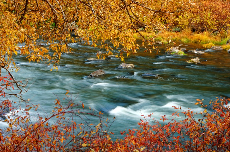 Fremont Winema NF fall color Sprague River002