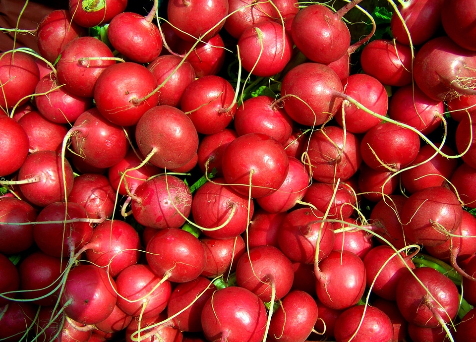 Radish red radish vegetables