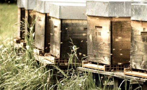 Abeilles, ruches, Tarn