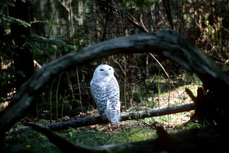 Snowy owl.jpg