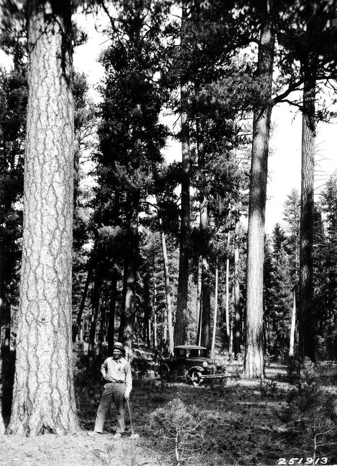 251914 Mature Ponderosa Pine with Ranger Bailey, Malheur NF, OR 1930.JPG