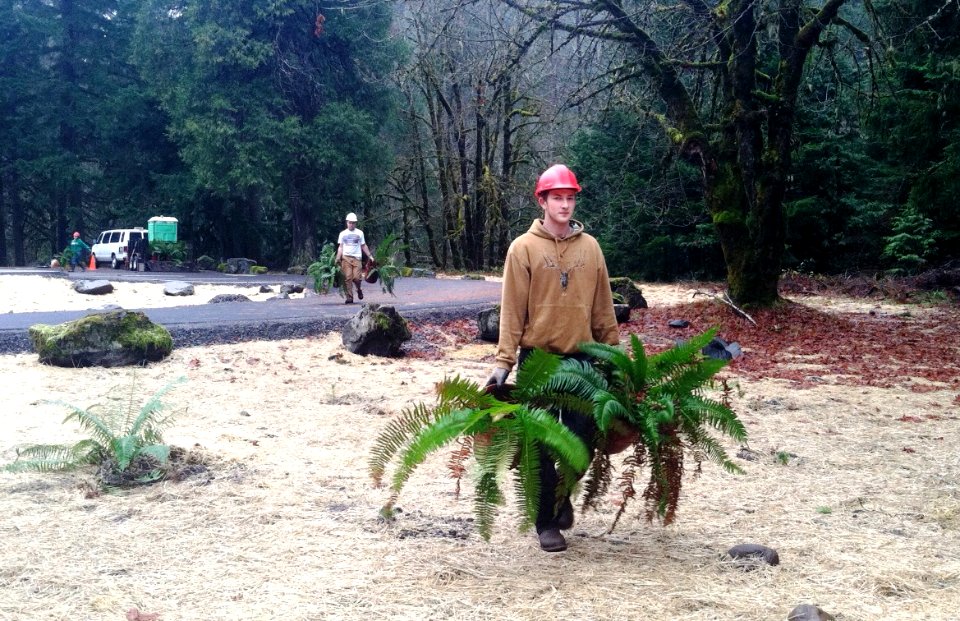 Planting Ferns at McCredie Day Use Area, Willamette National Forest