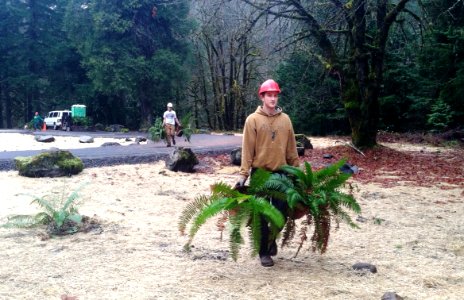 Planting Ferns at McCredie Day Use Area, Willamette National Forest