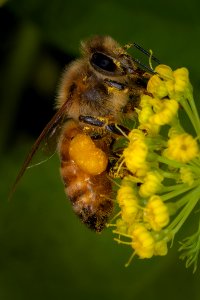 Bumble Bee Collecting Pollen-Unknown