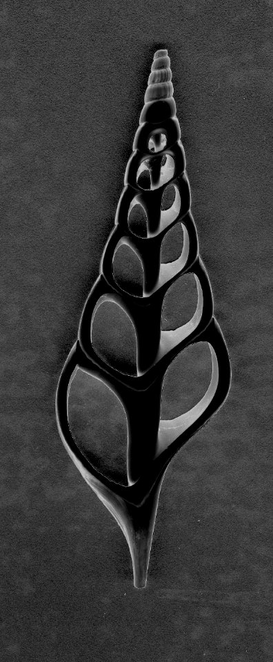 solarized spiral shell slice