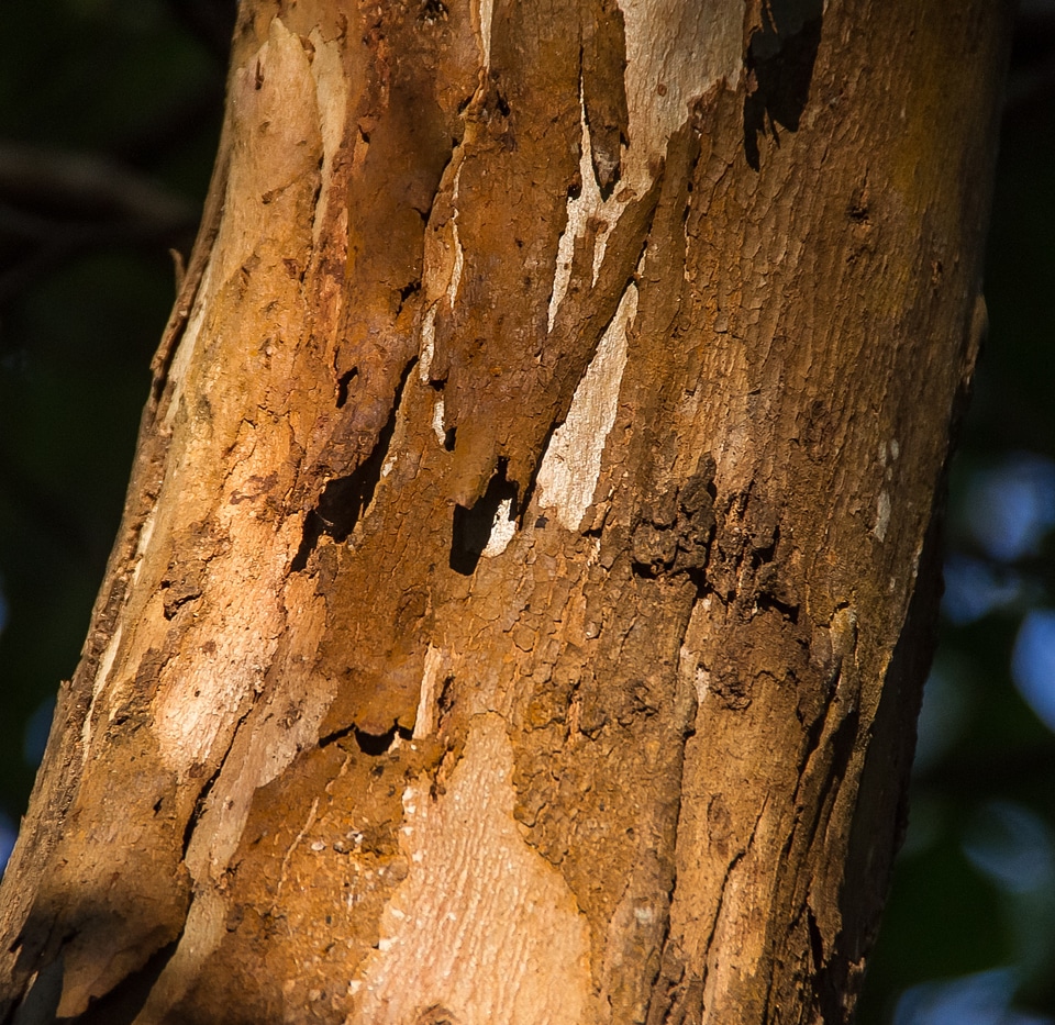 Wood brown pattern