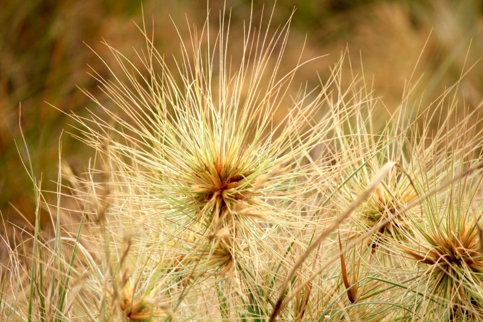 humble tumbleweed beginnings