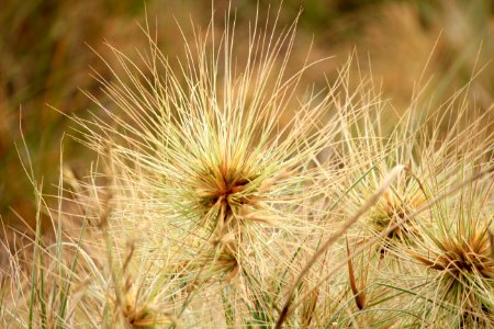 humble tumbleweed beginnings