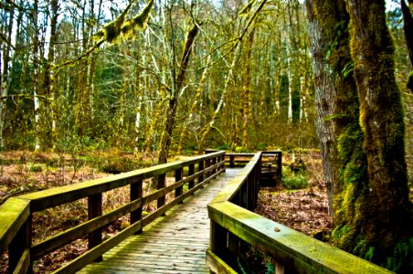 Wildwood Recreation Site Path 5-Mt Hood photo