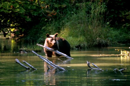 Black bear, wildlife.jpg