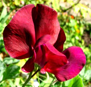 red sweet peas photo