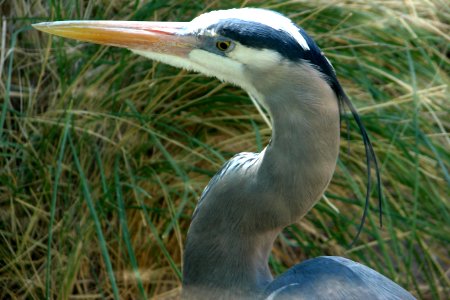 great blue heron closeup