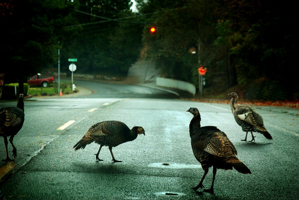 Turkeys in the Road