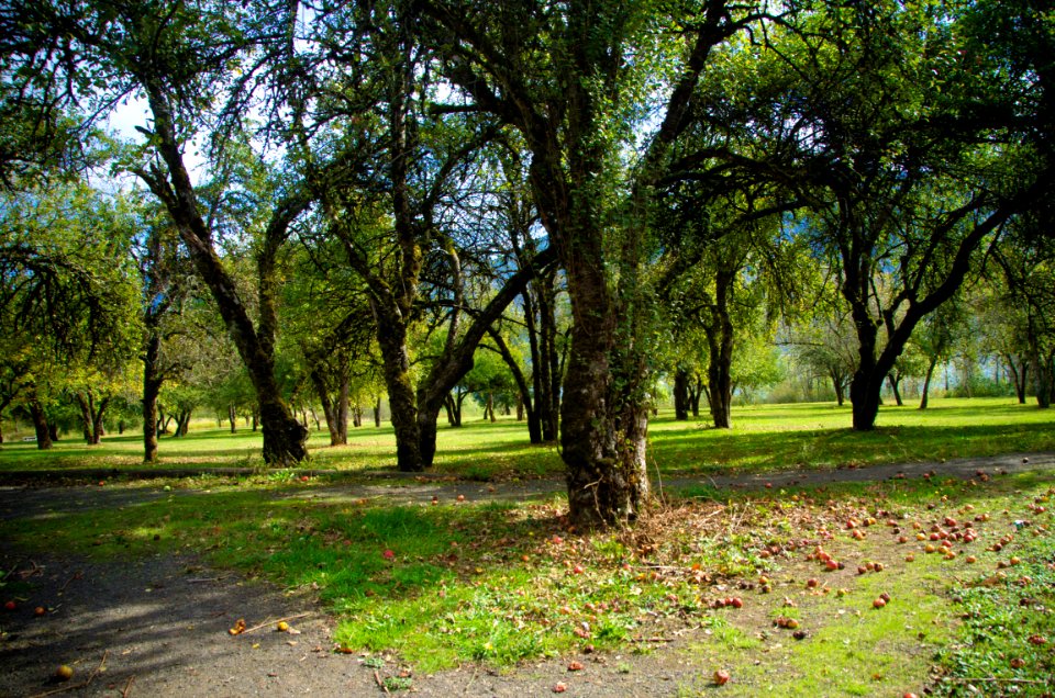 Apple Orchard at St Cloud Day Use Area 2-Columbia River Gorge