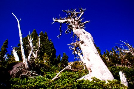 Weathered Bristlecone Pine, Deschutes and Willamette National Forests