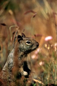 Ground squirrel.jpg