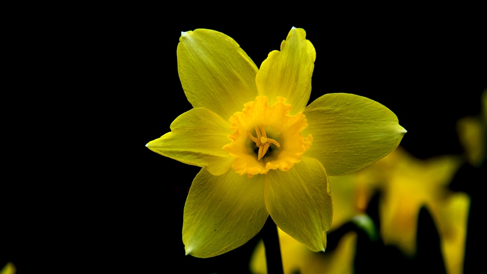 Daffodil flower yellow flower photo