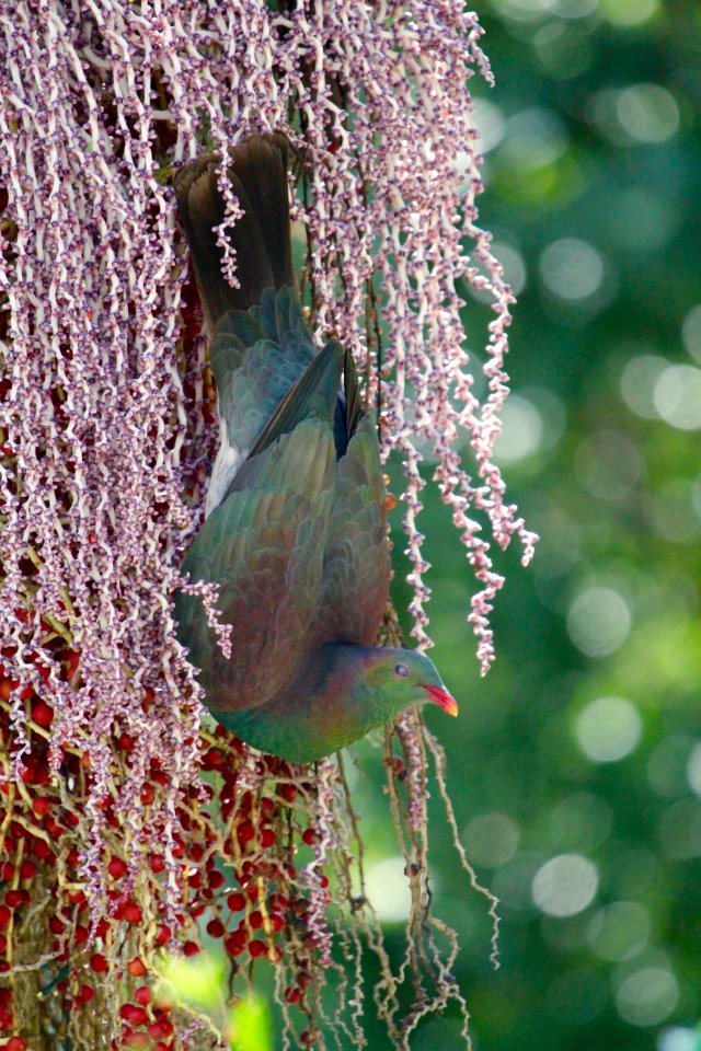 Berry Delight Kereru, look carefully at this hidden gem photo