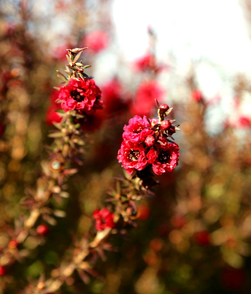 Manuka The gift from the Gods