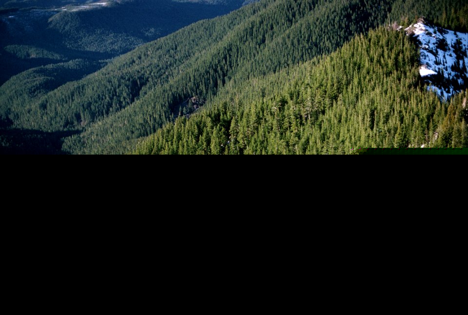 Mt Hood National Forest, Still Creek Roadless Area.jpg