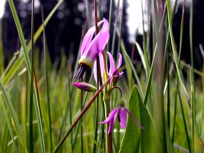 Shooting Stars-Columbia River Gorge