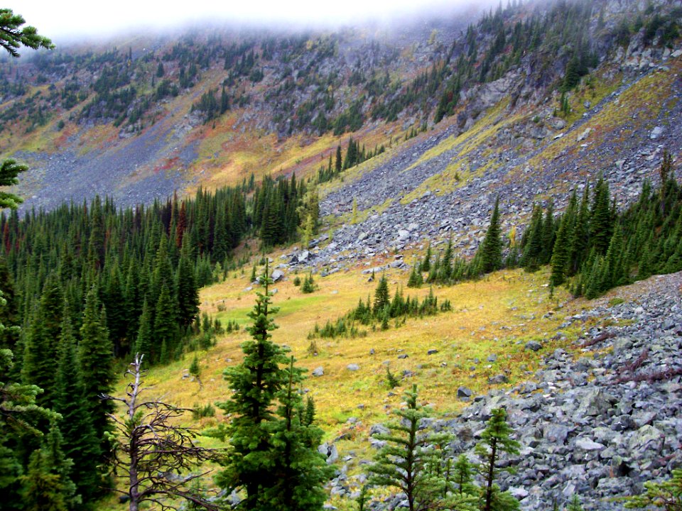 Alpine meadow in Blue Bird Basin in Ten Lakes Wilderness Study Area and Ten Lakes Scenic Area, Kootenai National Forest